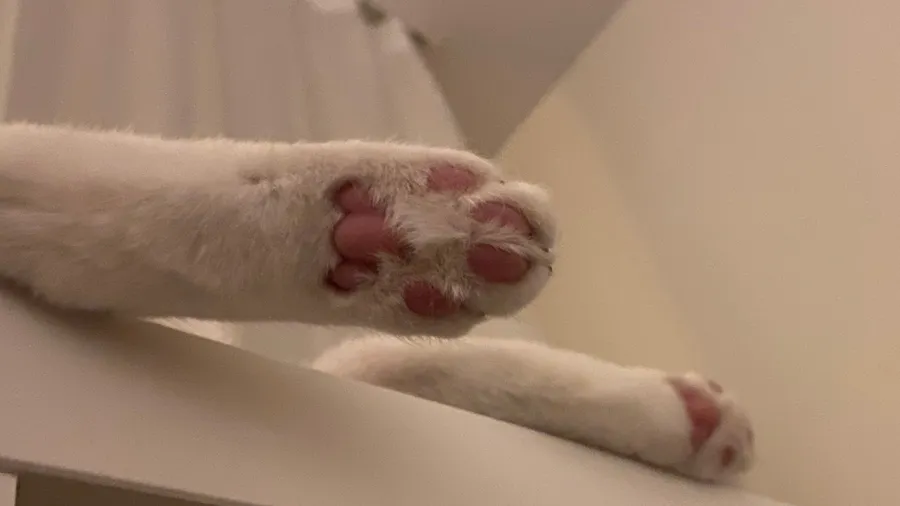 White cat's pink toe beans hanging over a ledge