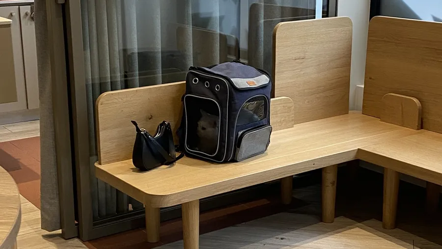 Cat carrier waiting alone on a wooden waiting-room bench