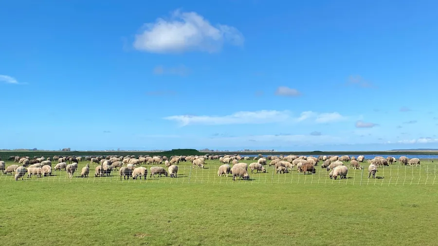 Sheep strip on the horizon, huge blue sky