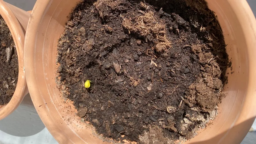 Pot of bare soil with one tiny sprout waiting