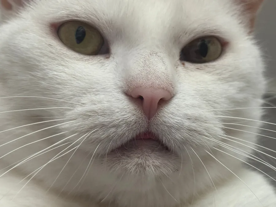 Extreme close-up of white cat face, pink nose, sulky eyes