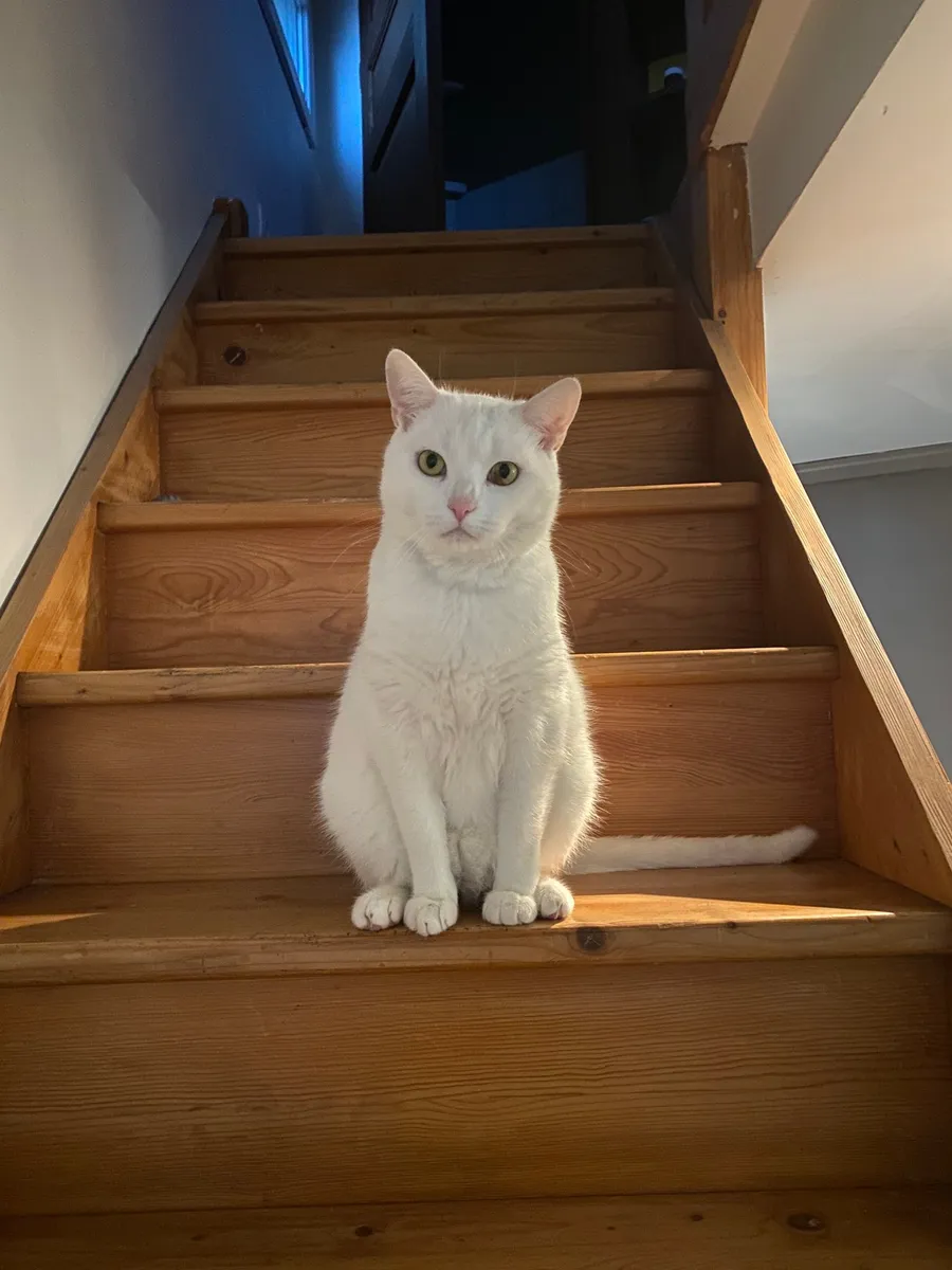 White cat sitting regally on lit wooden stairs, dark landing above