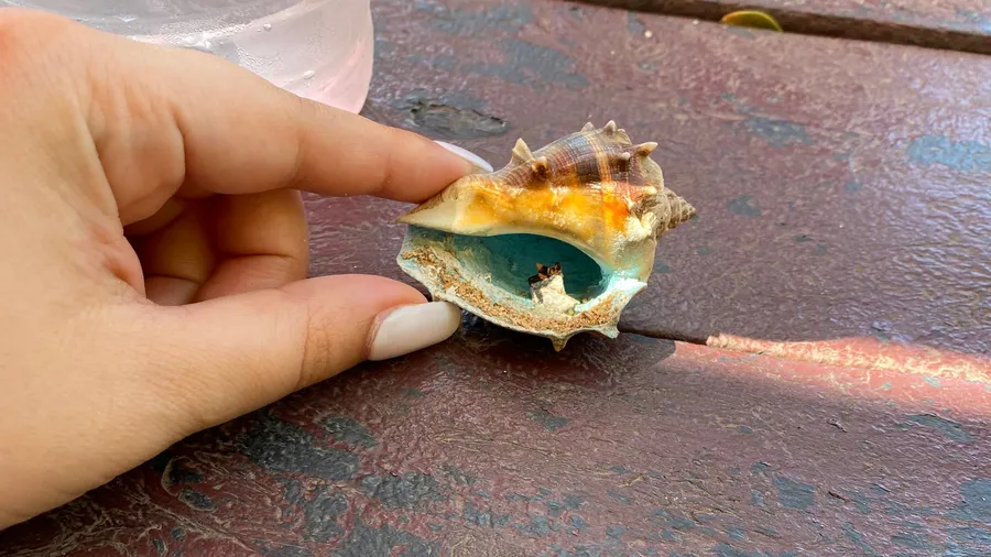 Fingertips holding a tiny seashell, pastel inside
