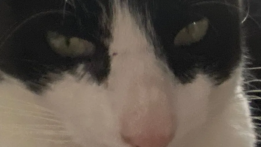 Black-and-white cat face filling the frame, pink nose