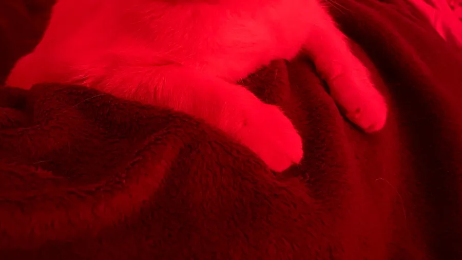 White paw drenched in red light on a red blanket