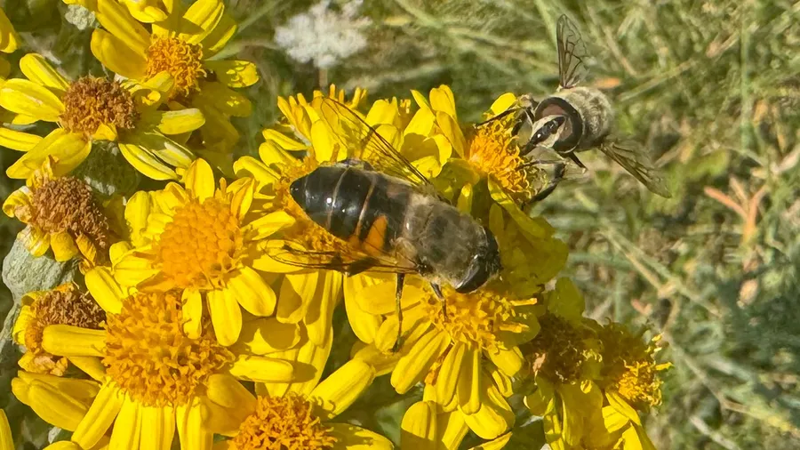 Bee buried in bright yellow ragwort, sharp and sunny
