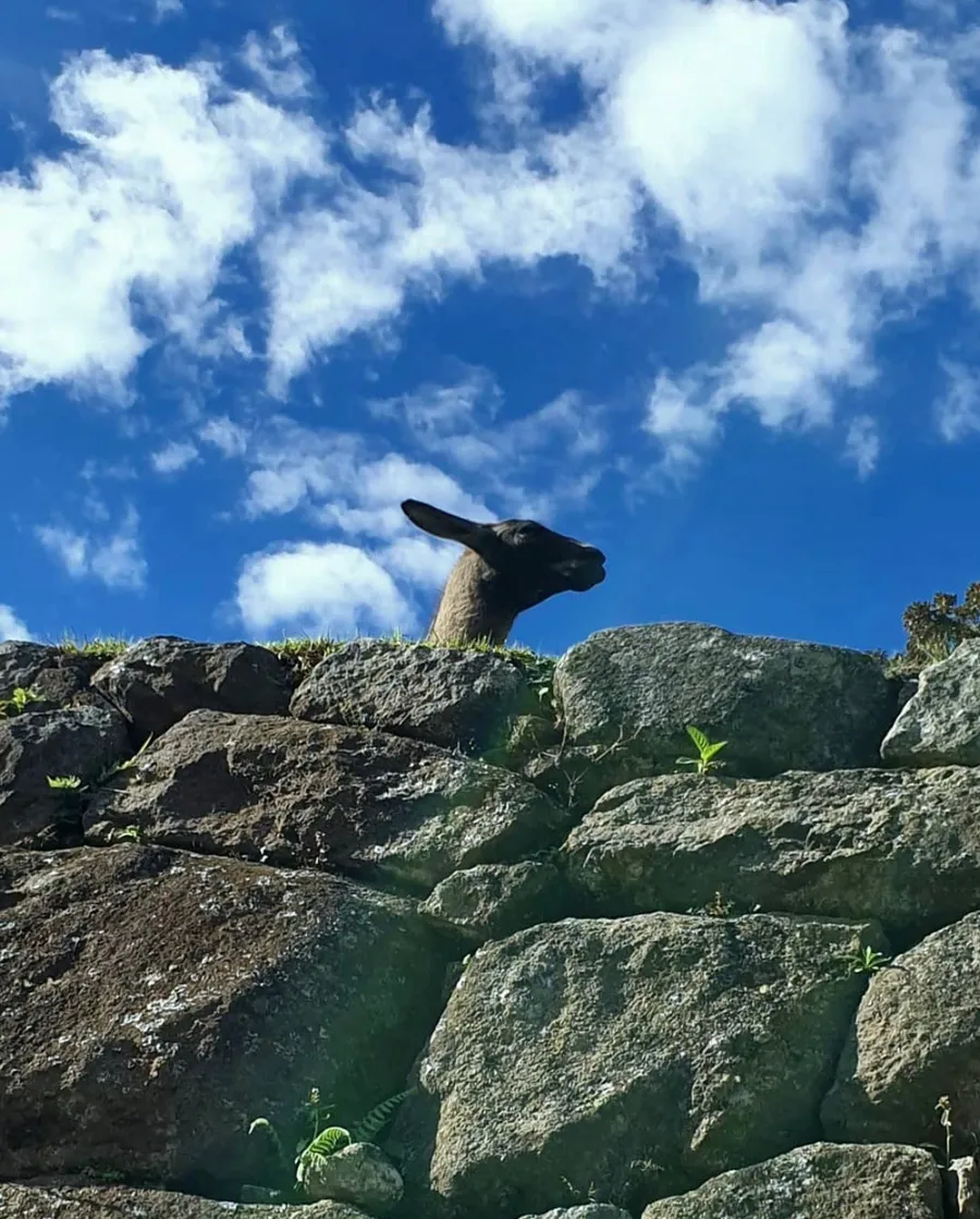 Sheep peering over a stone wall against blue sky and clouds