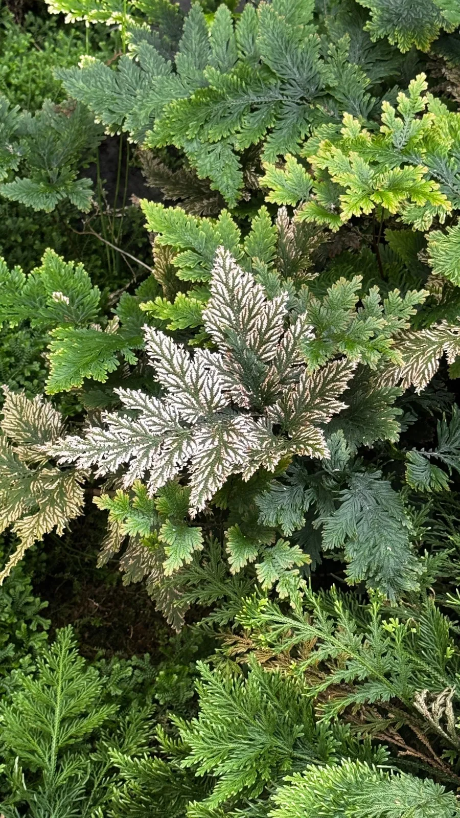 Frilly silver-green leaves, a textured carpet of foliage