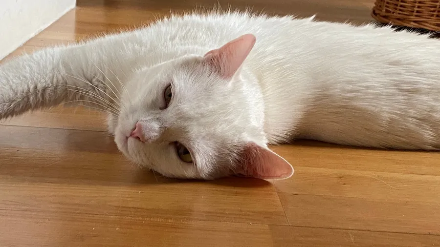 White cat sprawled on the floor, cheek to wood, sleepy eyes