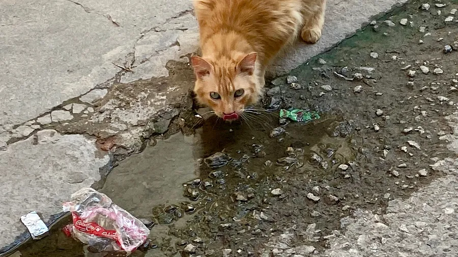 Ginger street cat drinking from a Havana gutter puddle
