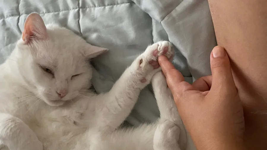 Sleepy white cat holding a fingertip with its paw