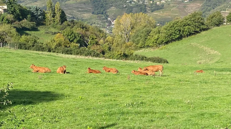 Cows lying in a green hill pasture, valley behind