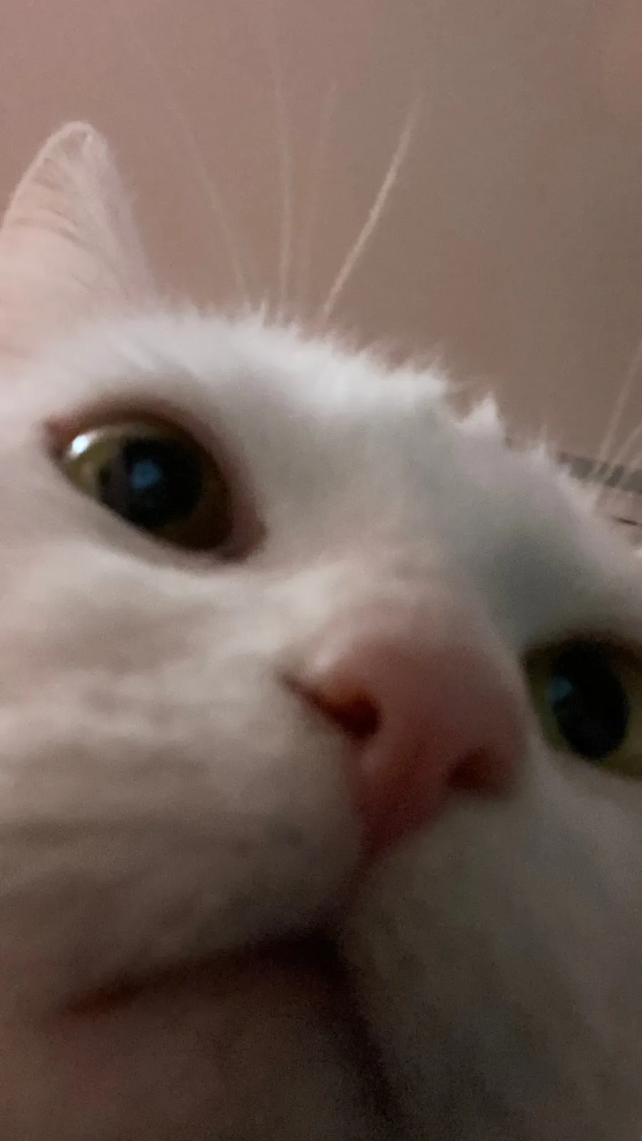 Cat face from below, curious, whiskers sharp
