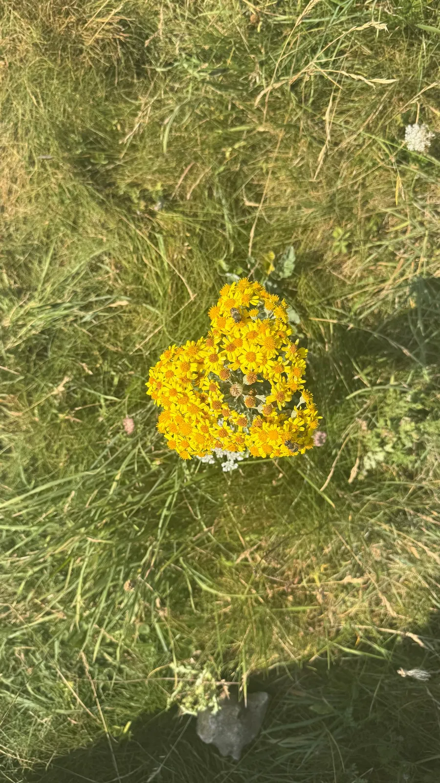 Yellow flowers that happen to grow in a heart shape in the grass