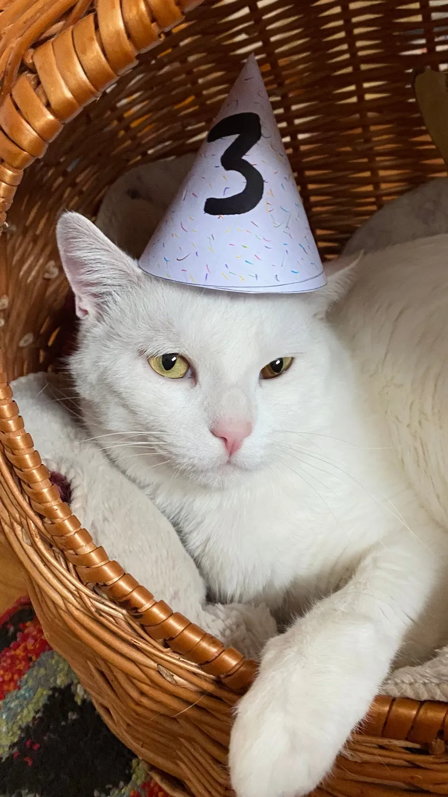 White cat in a basket wearing a '3' birthday hat
