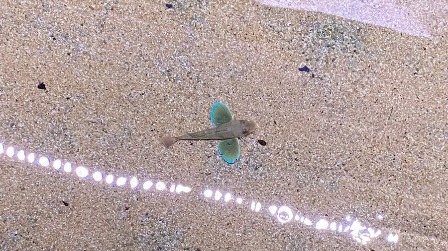 Tiny fish shadow on sand under a line of sparkling light