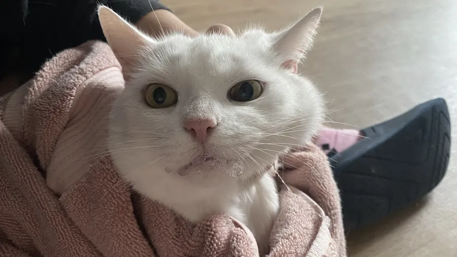 White cat wrapped in a pink towel, startled eyes