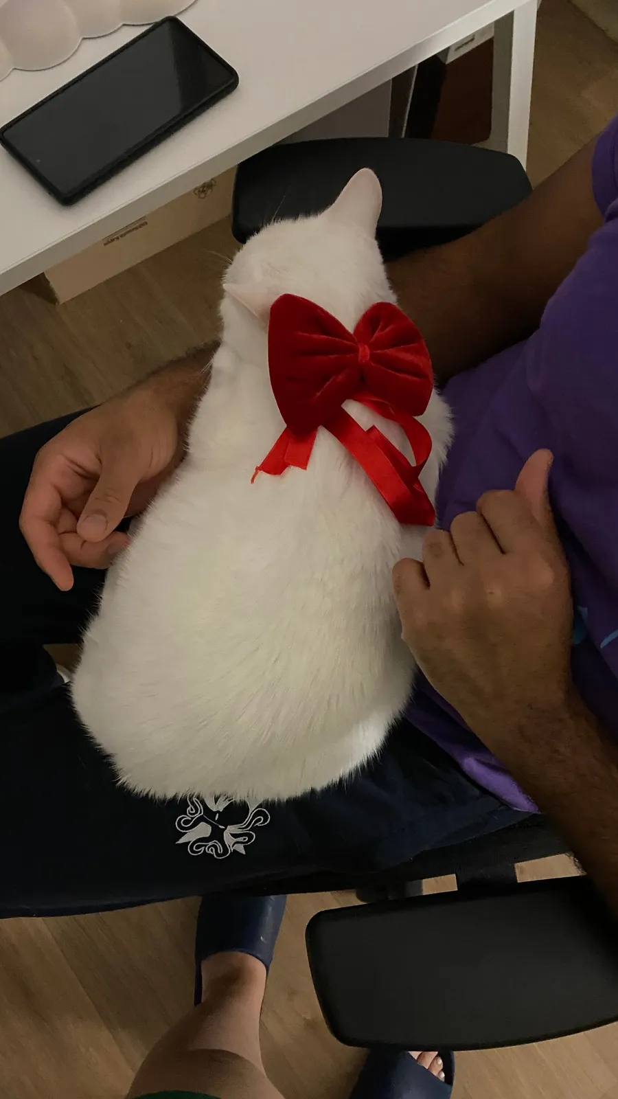 White cat wearing a big red bow, held in a lap