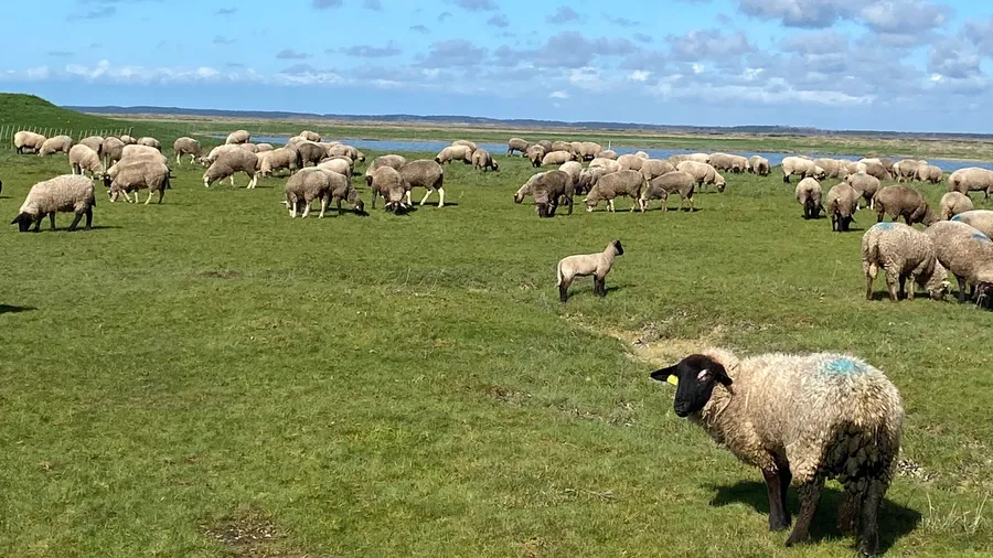 Black-faced sheep turning toward the lens, flock behind