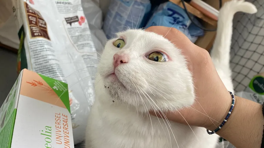 White cat getting a chin scratch, eyes rolling, comic face