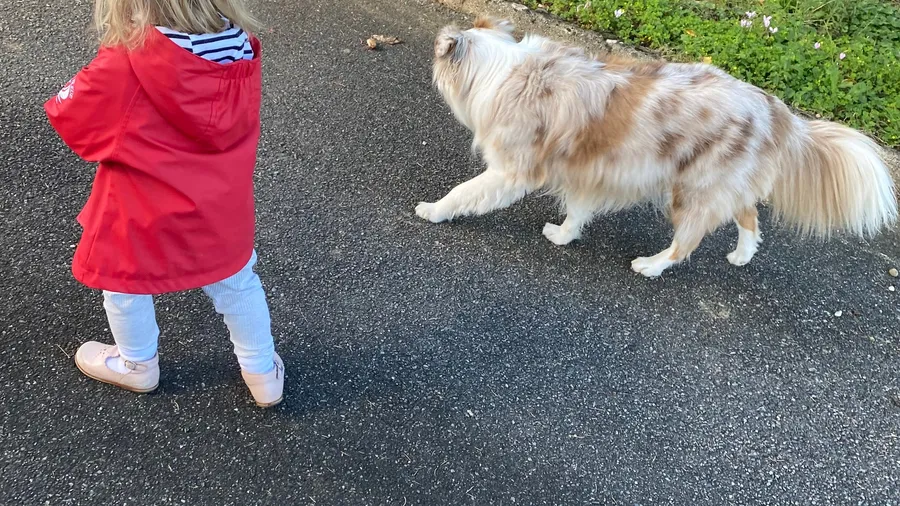 Toddler in red coat following a fluffy dog down the road