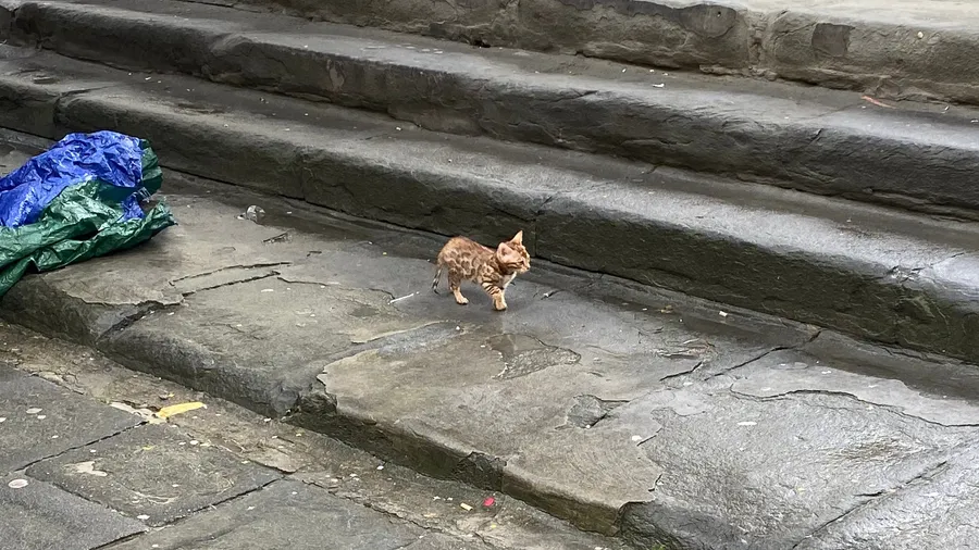 Tiny tabby kitten alone on wet stone steps