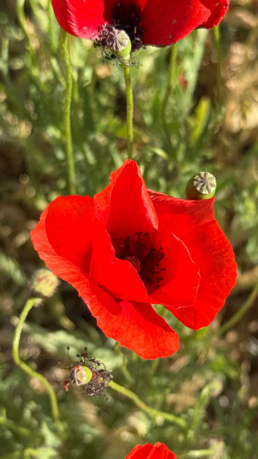 Red poppies against green, petals translucent