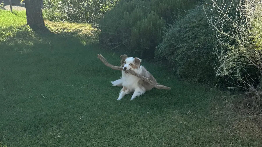 Dog mid-gallop with a stick in a green garden