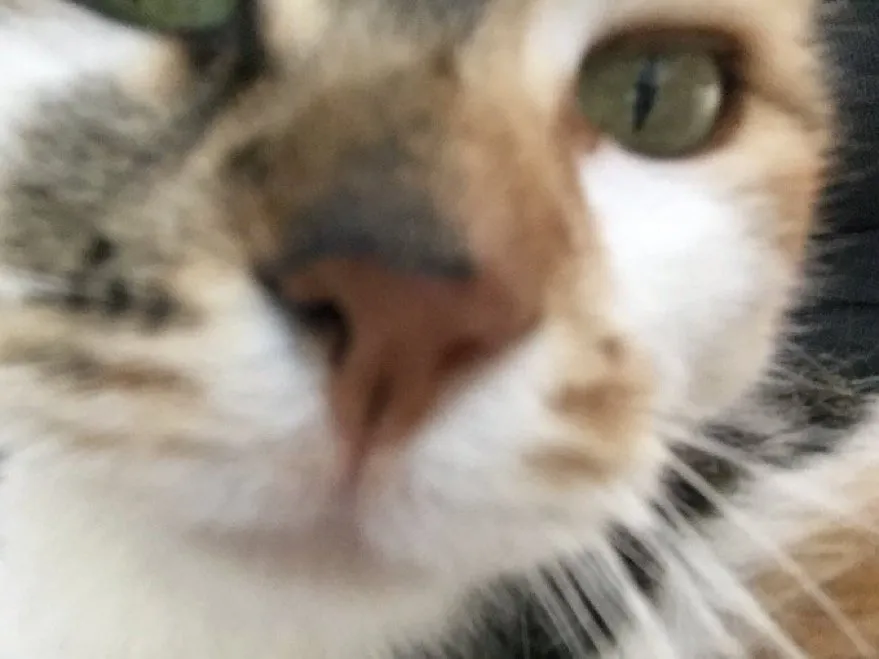 Extreme close-up of a calico cat's nose and green eye