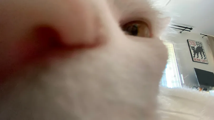 White cat's pink nose pushed right into the lens, one eye peering