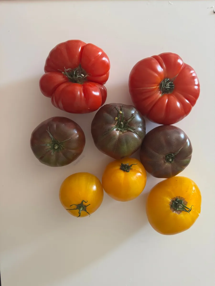 Heirloom tomatoes, red, dark and yellow, laid out on white