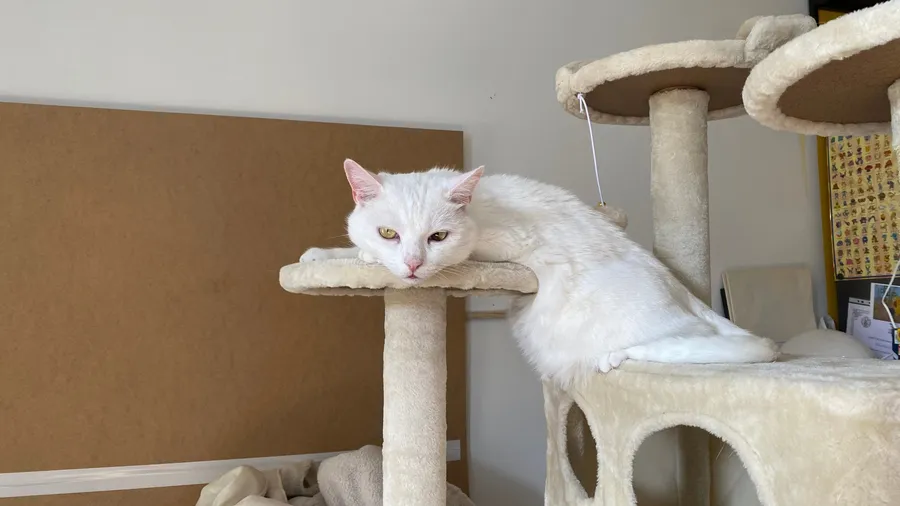 White cat draped over a cat tree like melted butter
