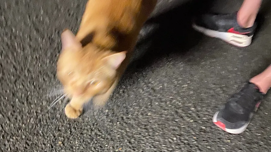 Ginger street cat rushing past trainers at night, blurred