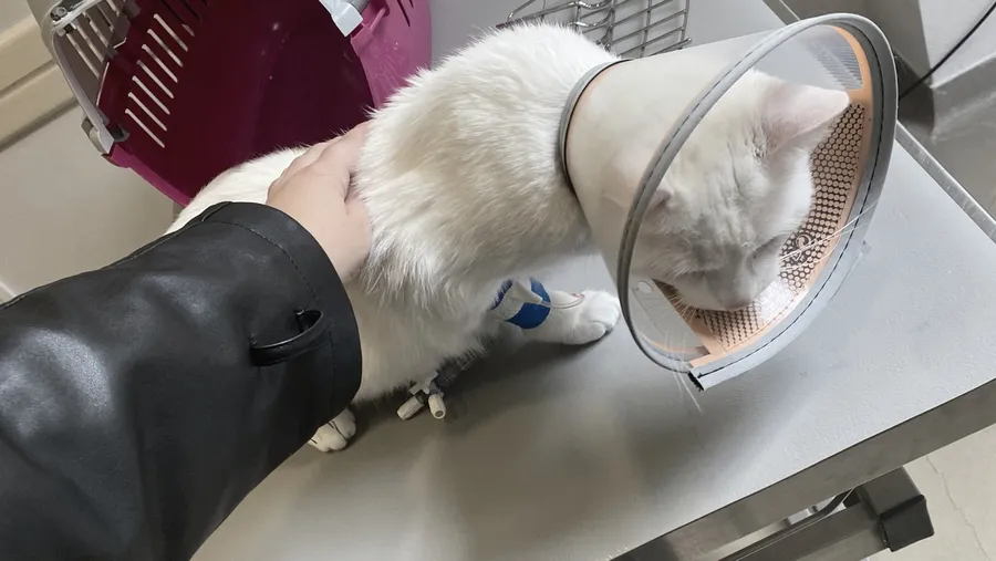 White cat in a cone at the vet, hand on its back