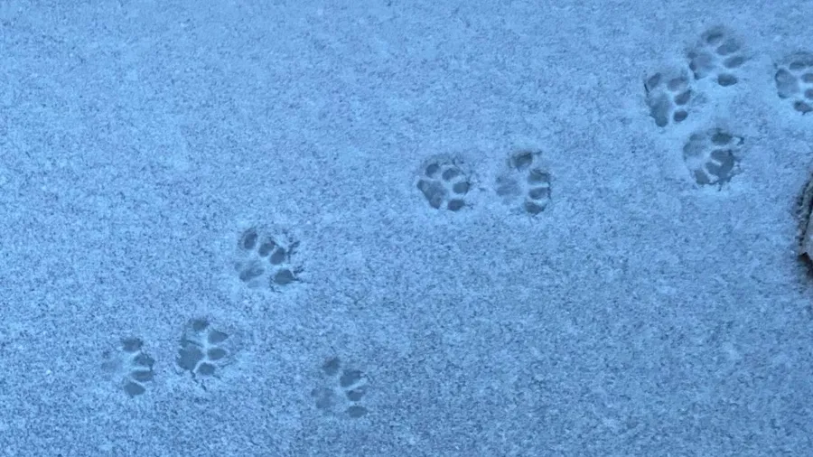 Cat paw prints across blue morning snow