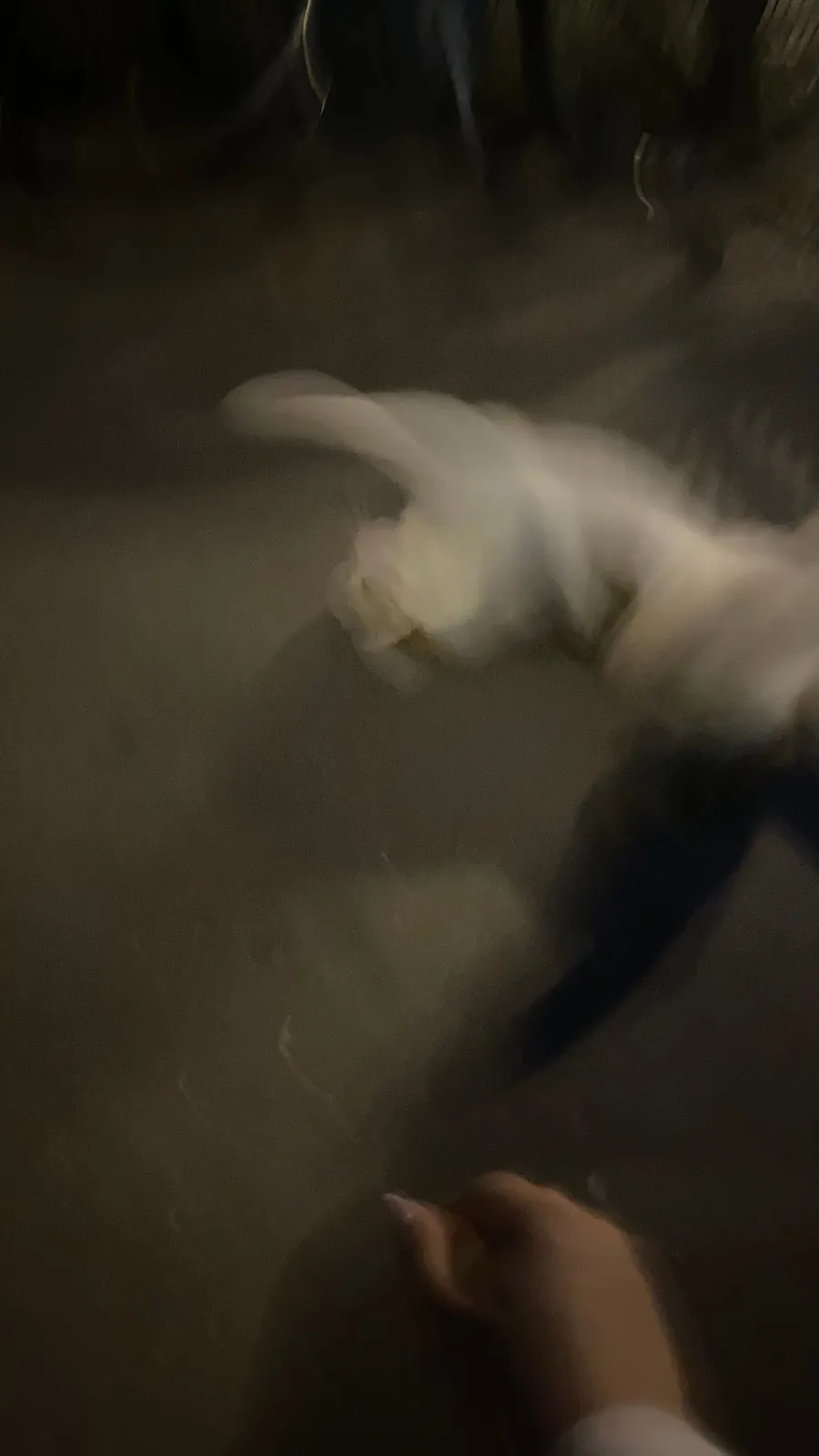 Cat leaping out of frame as a ghostly blur, hand reaching