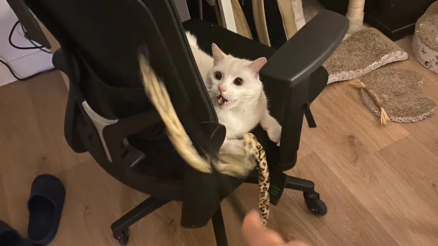 White cat wide-eyed on an office chair, swiping at a toy