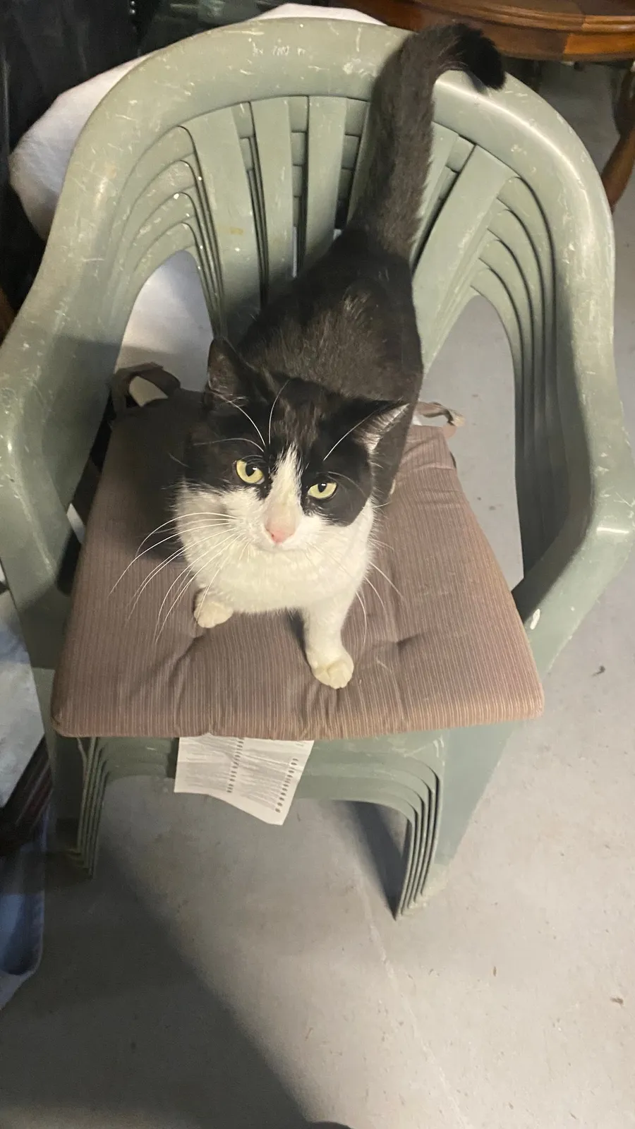 Black-and-white cat enthroned on a plastic garden chair, staring up