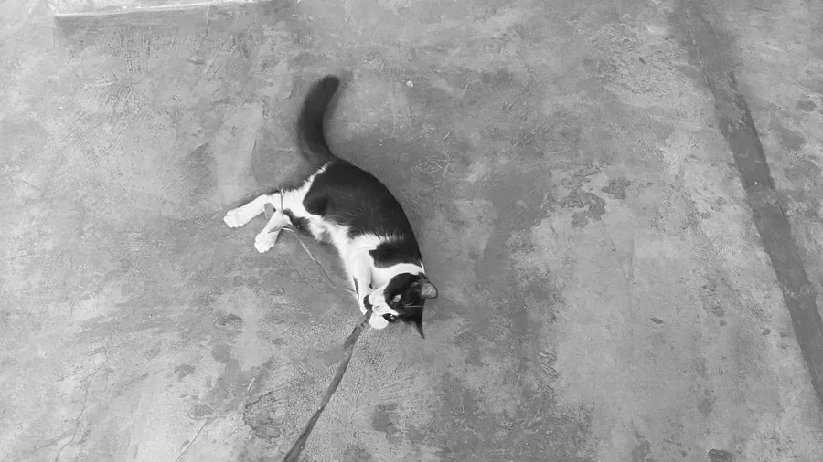 Tiny black-and-white cat on a leash, alone on grey concrete