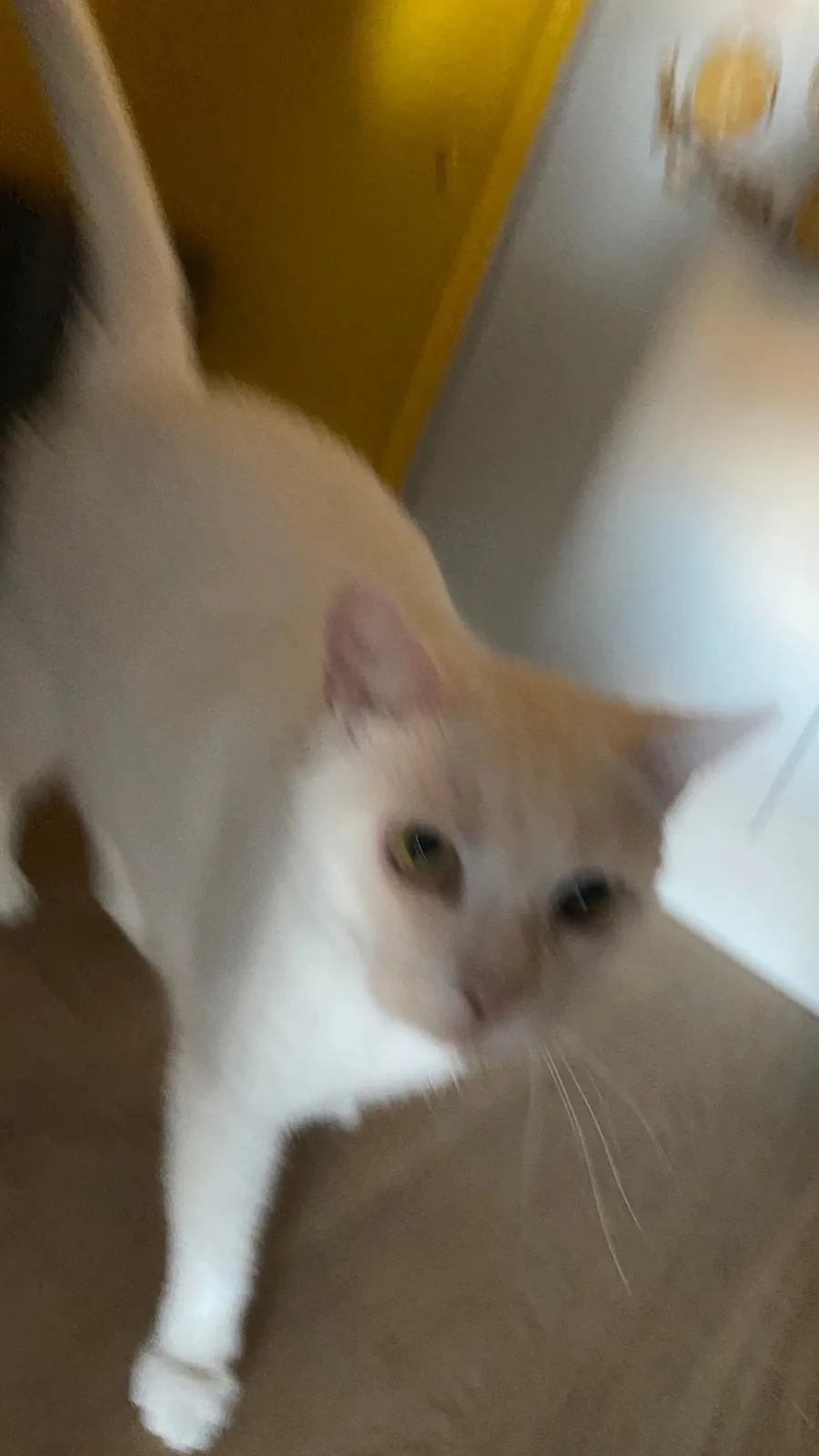 White cat padding towards camera from above, tail up, motion blur