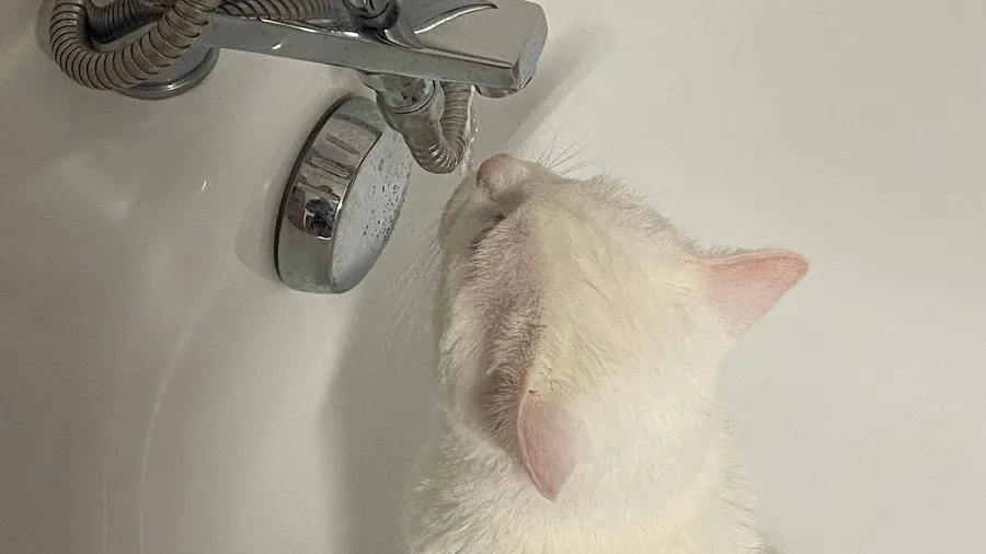 Cat watching the bath tap, waiting for a drip