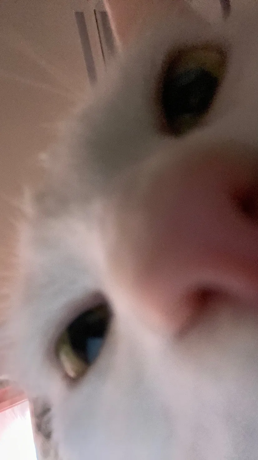 Extreme close-up of cat nose and eyes, tilted