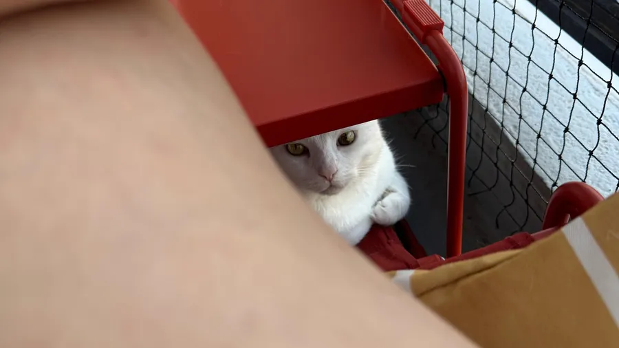 White cat peeking out of a red carrier