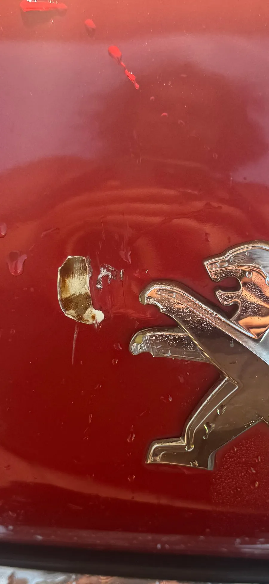 Chrome Peugeot lion on glossy red bodywork