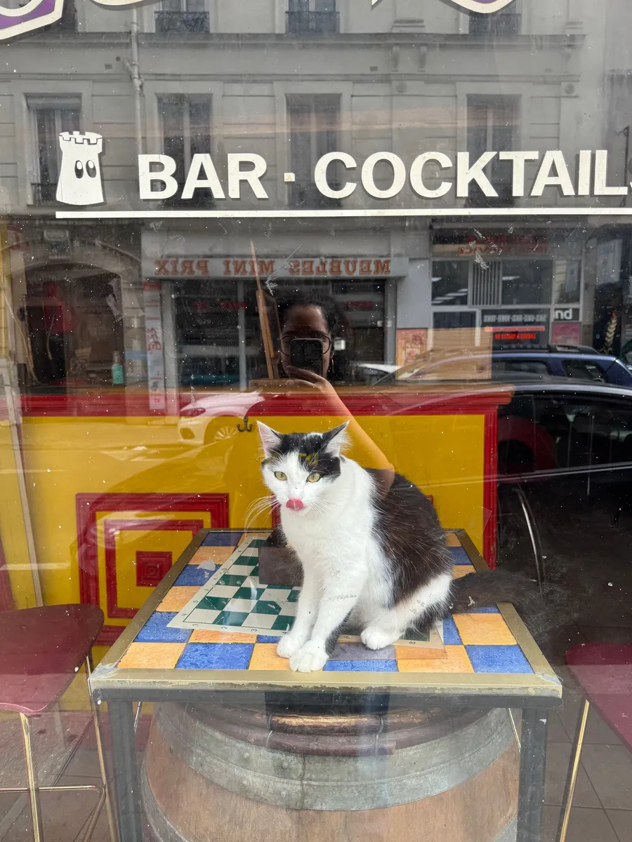 A bar-window cat, mid-yawn, street reflected over it