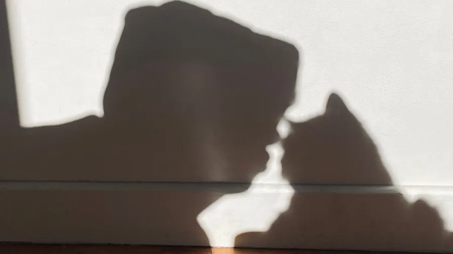 Shadows on a wall: a face nose-to-nose with a cat