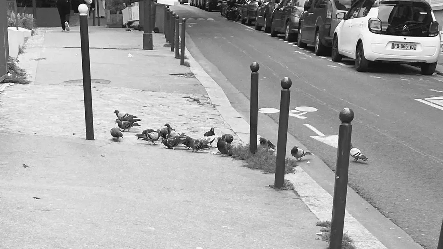 Pigeons gathering between bollards on an empty pavement