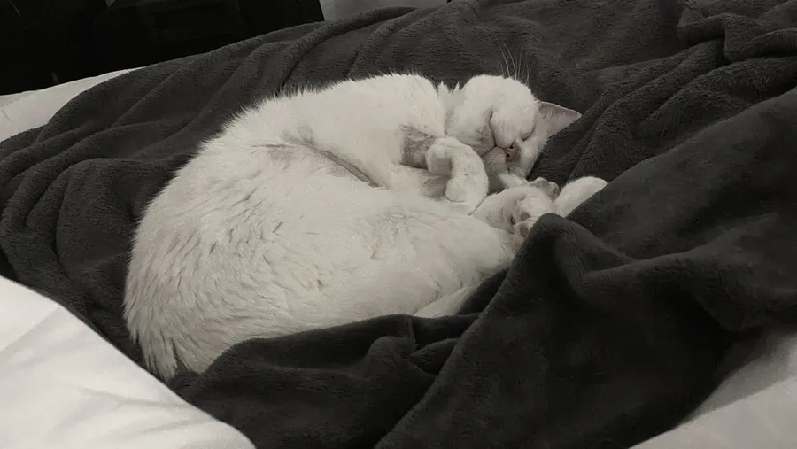 Cat curled up on a dark blanket at 2am