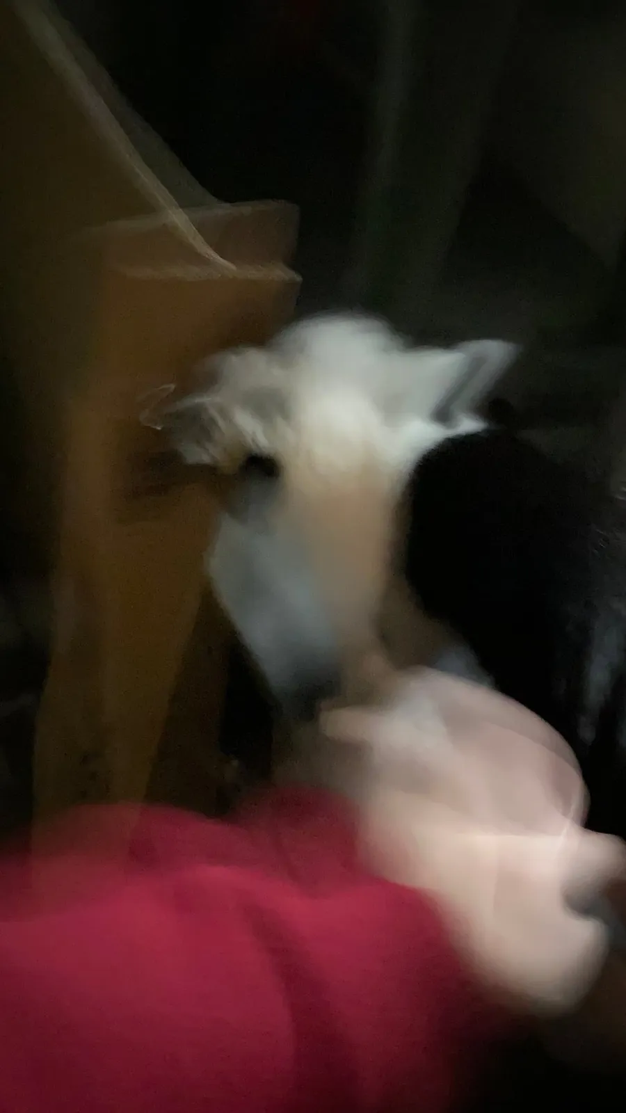 A blurry cat, ghostly white streaks
