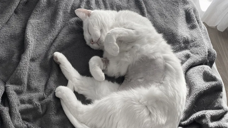 Cat asleep on its back, shaved belly showing